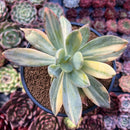 Pachyveria 'Cypress' Variegated 4" Succulent Plant