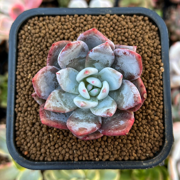 Echeveria 'Trumso' 1"-2" Powdery Succulent Plant