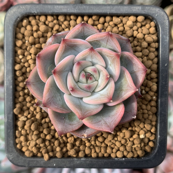 Echeveria 'Estrella' 2" Succulent Plant