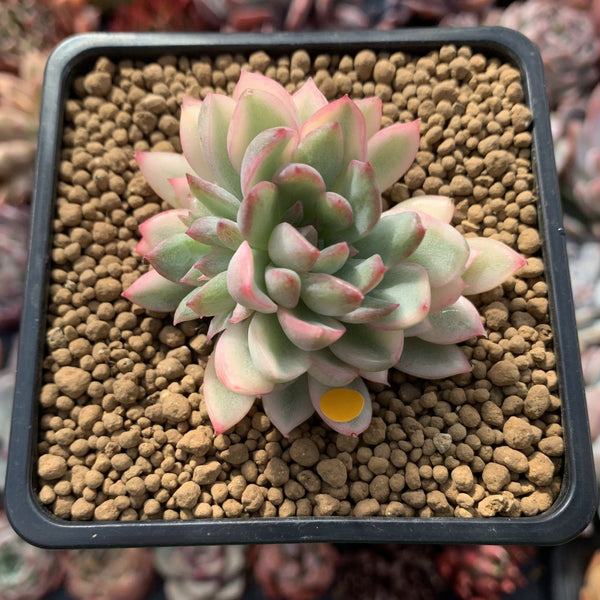 Echeveria 'Mebina' Variegated 2" Succulent Plant