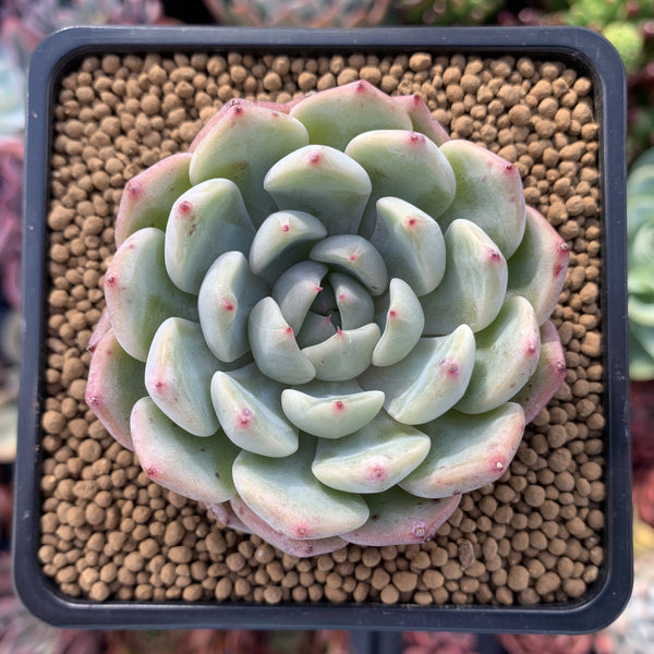 Echeveria 'Sarahime x 'Minima' New Hybrid 2" Succulent Plant