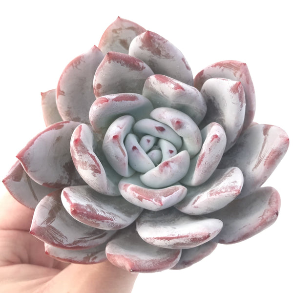 Echeveria 'Ivory' 5" Powdery Succulent Plant