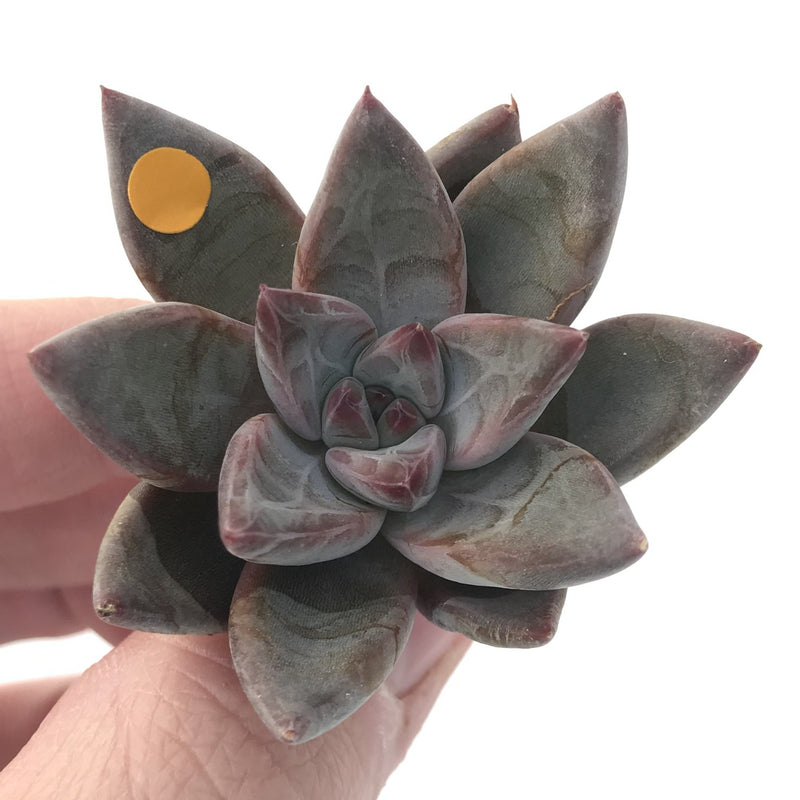 Echeveria Agavoides 'Tremolo' 1" New Hybrid Small Succulent Plant