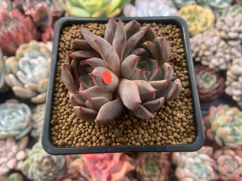 Echeveria Agavoides 'Magic Plot' 2" Succulent Plant