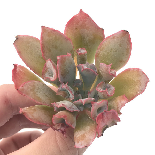 Echeveria 'Trumpet Pinky' 2" Succulent Plant