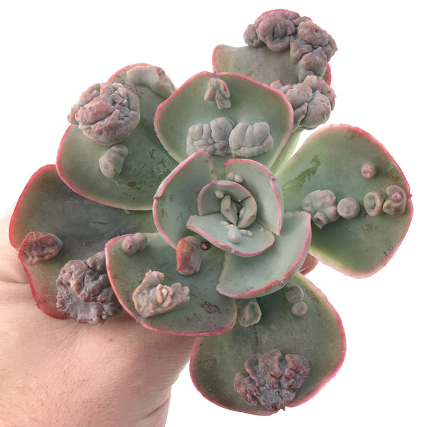 Echeveria Frill sp. 4" Succulent Plant