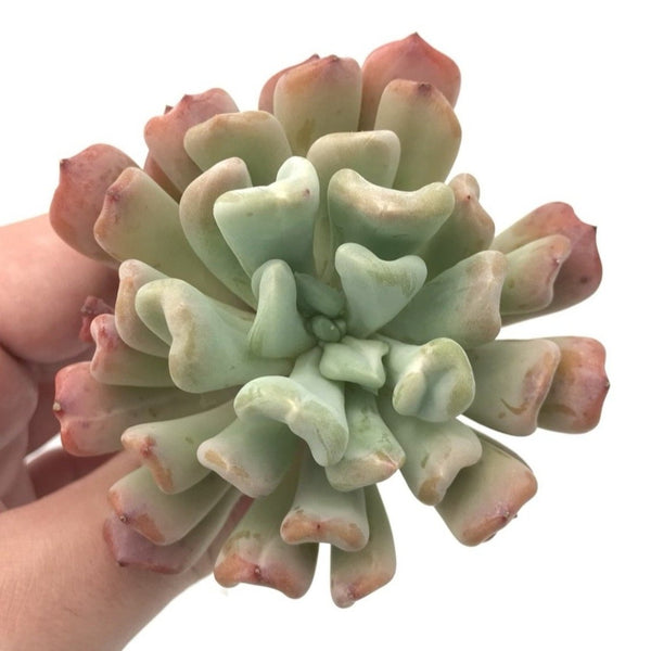 Graptosedum Francesco Baldi Lightly Variegated 2"-3" Rare Succulent Plant