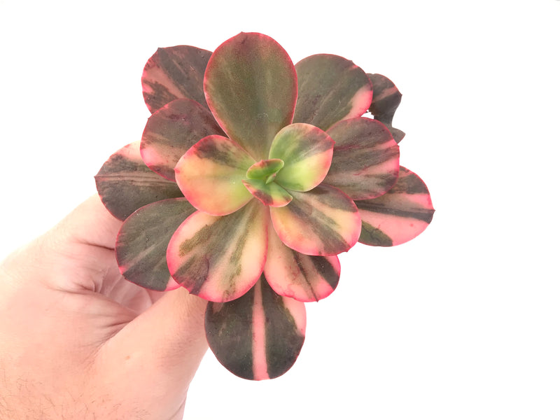 Echeveria 'Primadonna' Variegated 4"-5" Succulent Plant