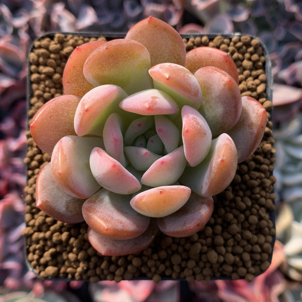 Echeveria 'Star Mark' 1"-2" Succulent Plant