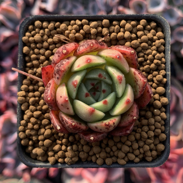 Echeveria Agavoides 'Black Sapphire' 1" Succulent Plant