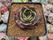 Echeveria Agavoides 'Pink Flora' 2"-3" Succulent Plant