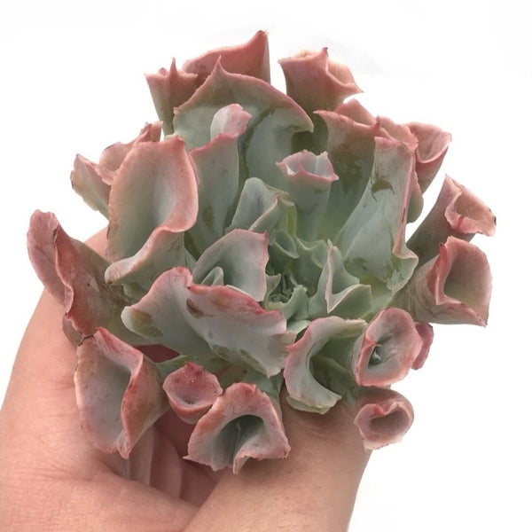 Echeveria 'Trumpet Pinky' 3" Succulent Plant