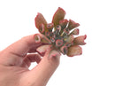 Echeveria 'Trumpet Pinky' 2"-3" Rare Succulent Plant