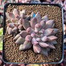 Pachyphytum 'Angels Finger' 2" Cluster Succulent Plant