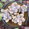 Graptopetalum 'Amethystinum’ 3” Cluster Succulent Plant