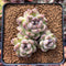 Echeveria 'Amethyst' 2" Cluster Succulent Plant