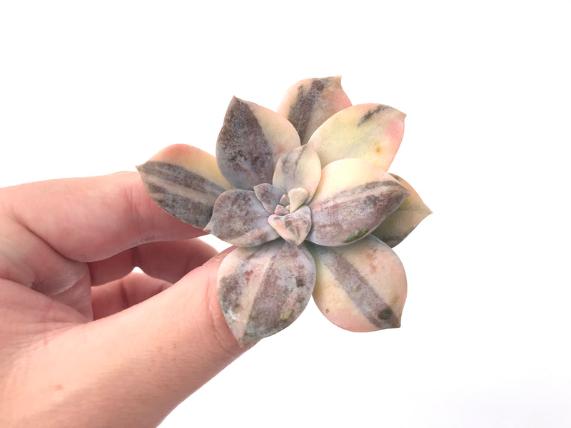 Quetzalcoatlia 'Pentandra Superba' Variegated 2" Succulent Plant (Formerly Graptopetalum 'Pentandrum Superbum' Variegated)