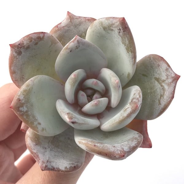 Echeveria 'Trumso' 2" Succulent Plant