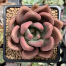 Graptoveria 'Ruby Donna' 2" Succulent Plant