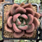 Graptoveria 'Ruby Donna' 2" Succulent Plant