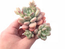 Echeveria Japanese Rusby Cluster 4” Rare Succulent Plant