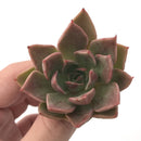 Echeveria Agavoides 'Charbonnier' New Hybrid 2"-3" Succulent Plant