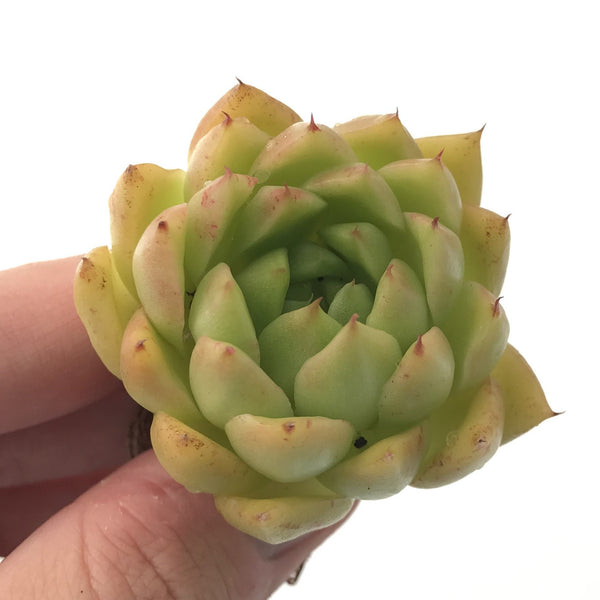 Echeveria sp. 2" Succulent Plant