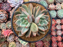 Echeveria Agavoides 'Sharman' Large Double Headed Cluster 5"-6" Succulent Plant