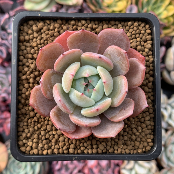 Echeveria 'Horizon' 2"-3" Succulent Plant