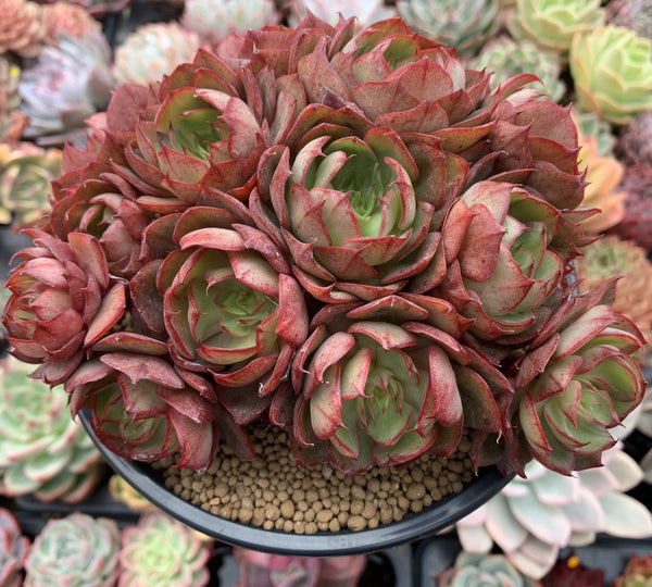 Echeveria 'Yangjin' Cluster 5" Succulent Plant