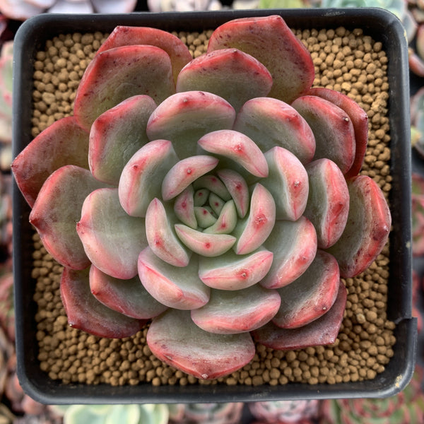 Echeveria Agavoides 'Glam Pink' 3"-4" Succulent Plant