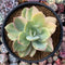 Echeveria 'Hakuhou' Variegated 5" Succulent Plant