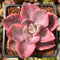 Graptopetalum 'Bainesii' Variegated 2" Succulent Plant