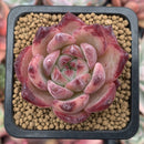 Echeveria 'Ratam' 2"-3" Succulent Plant