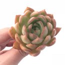 Echeveria Pink Dragon 3” Rare Succulent Plant