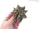 Echeveria Agavoides 'Planetary Stars' 3" Succulent Plant