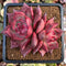 Echeveria Agavoides 'Primori' 4"-5" Succulent Plant