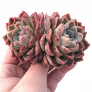 Echeveria Blue Surprise Hybrid 3" Rare Succulent Plant