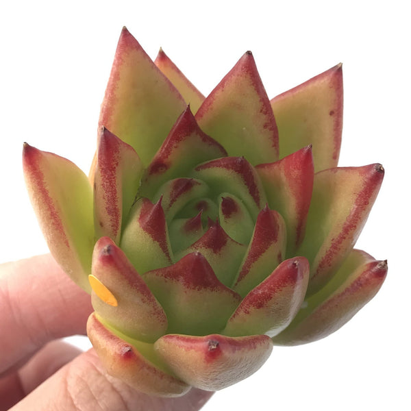 Echeveria Agavoides 'Lipstick' 2" Succulent Plant