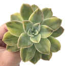 Graptoveria 'Harry Watson' Variegated 4" Succulent Plant