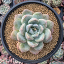 Pachyveria 'Fröbel' 5" Succulent Plant