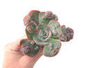 Echeveria Frill sp. 4" Succulent Plant