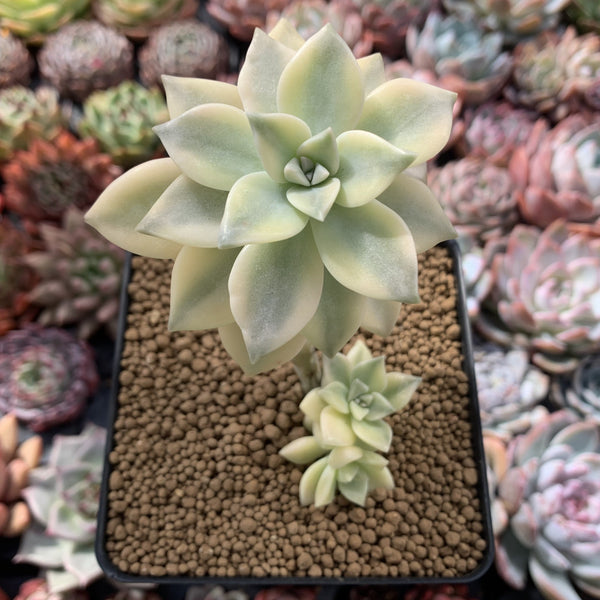 Graptopetalum 'Paraguayense' Cluster 3"-4" Succulent Plant