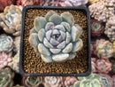 Echeveria 'Snow Bunny' 3" Powdery Succulent Plant