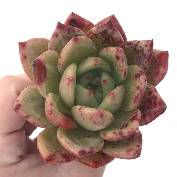 Echeveria Agavoides 'Orange Champaign' 4" Succulent Plant