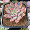 Echeveria 'Cherry Drop' 2" New Changhee Hybrid Succulent Plant