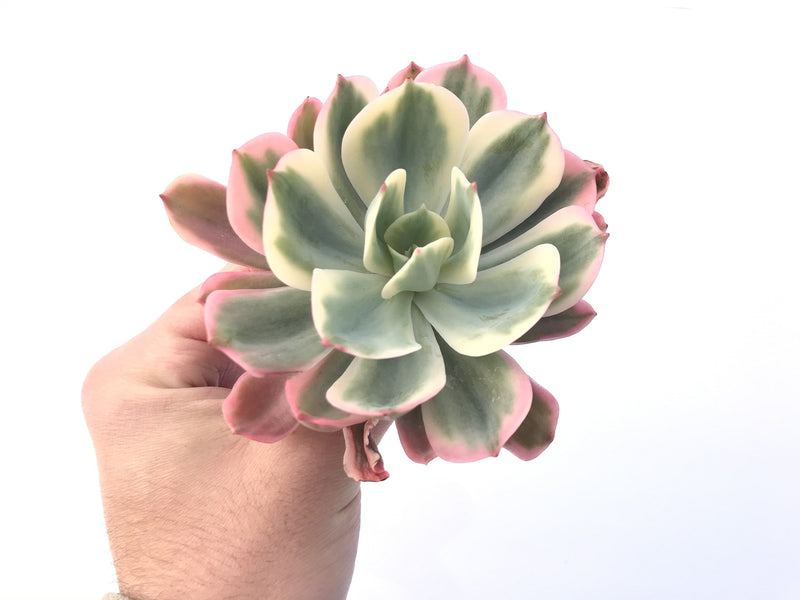 Echeveria 'Secunda' Variegated 4"-5" Succulent Plant