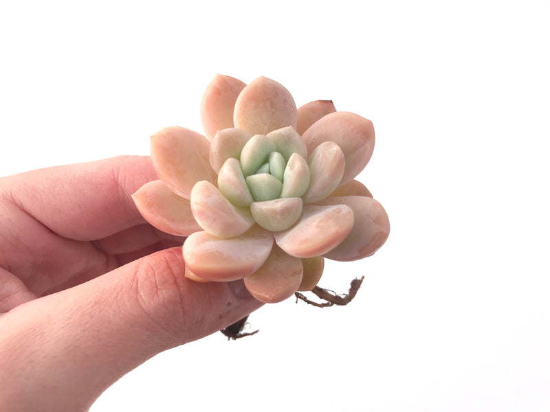 Echeveria 'Muellerl' 1"-2" New Hybrid Succulent Plant