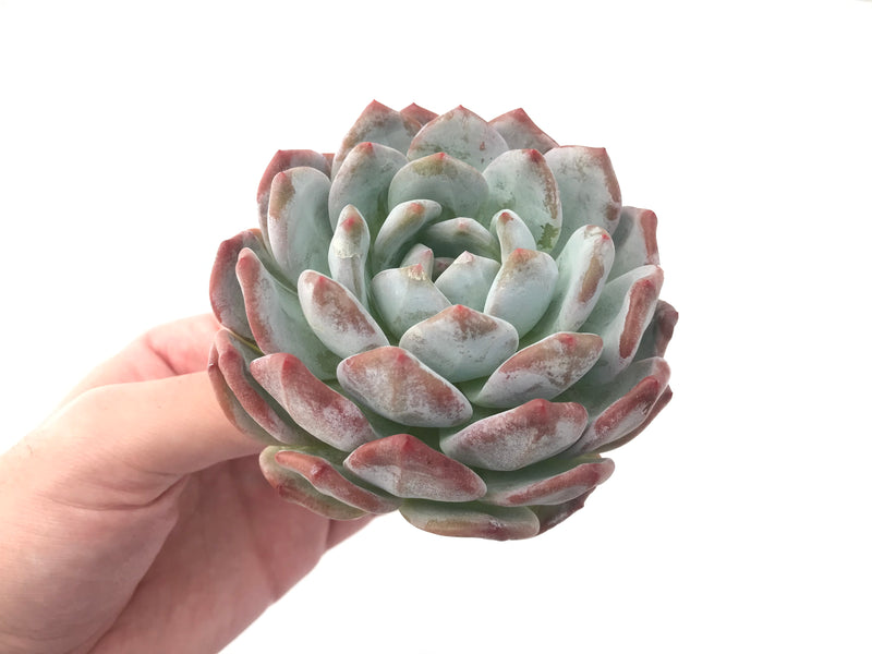 Echeveria 'Orange Monroe' 4" Powdery Succulent Plant