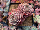 Echeveria 'Ben Badis' 5" Cluster Succulent Plant